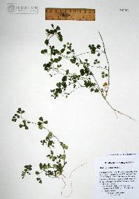 Medicago polymorpha image