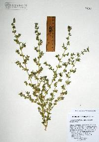 Veronica peregrina subsp. xalapensis image