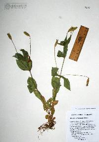 Erythranthe verbenacea image