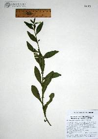 Nicotiana obtusifolia image