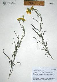 Senecio flaccidus var. flaccidus image