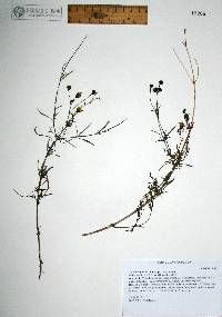 Coreocarpus arizonicus image