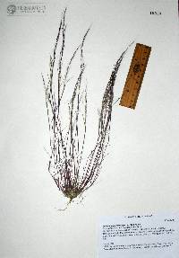 Muhlenbergia microsperma image