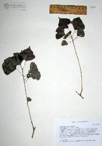 Populus fremontii image