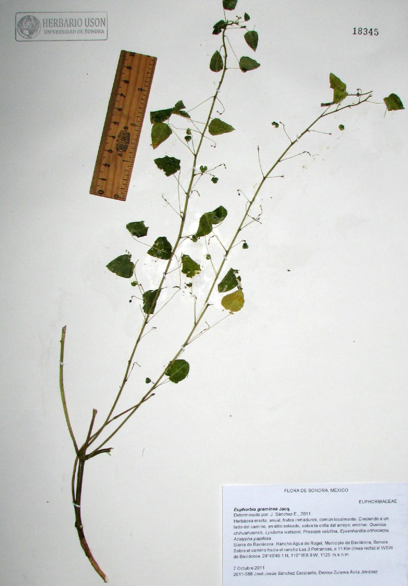 Euphorbia dioscoreoides image