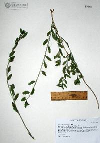 Baccharis thesioides image