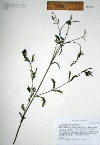 Verbena neomexicana image