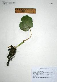 Hydrocotyle verticillata image