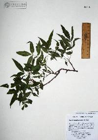 Bursera lancifolia image