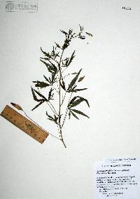 Ipomoea ternifolia var. leptotoma image