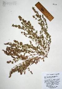 Chamaesyce dioica image