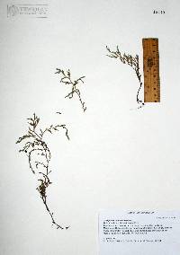 Selaginella rupincola image