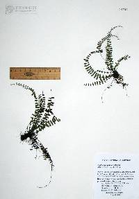 Asplenium palmeri image