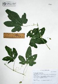 Passiflora bryonioides image