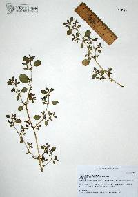 Trianthema portulacastrum image