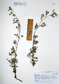 Waltheria indica image