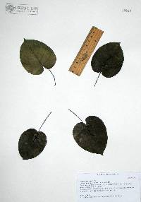 Ficus petiolaris image