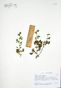 Brongniartia nudiflora image