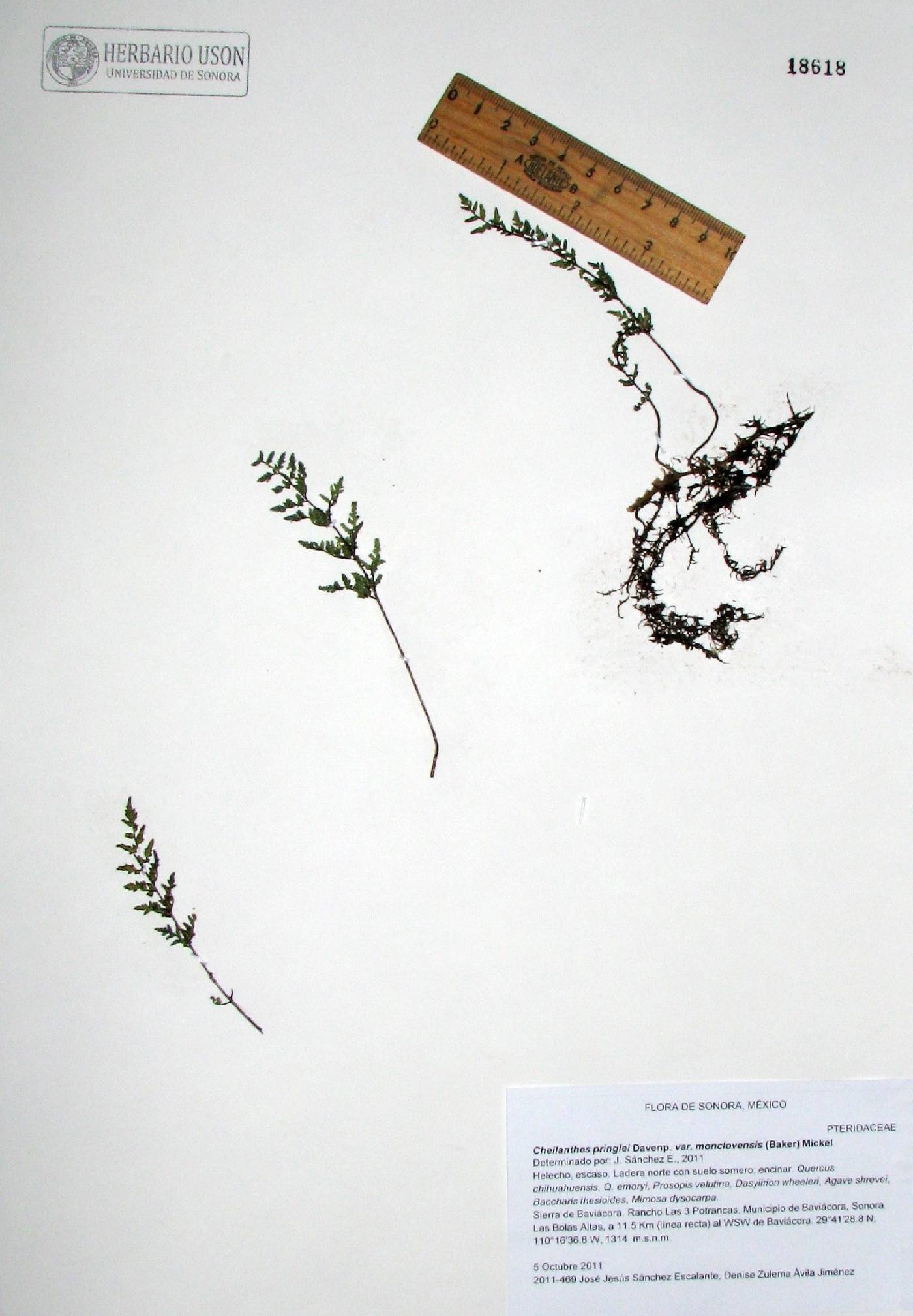 Myriopteris pringlei subsp. moncloviensis image