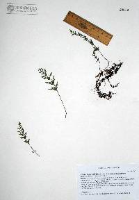 Myriopteris pringlei subsp. moncloviensis image