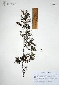 Bursera laxiflora image