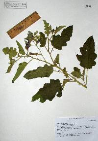 Solanum houstonii image