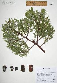 Juniperus deppeana image