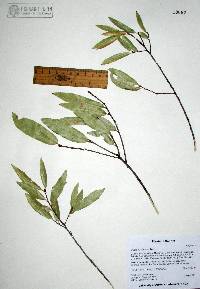 Quercus viminea image