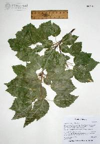 Populus monticola image