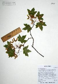 Acer grandidentatum image