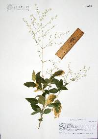 Iresine latifolia image