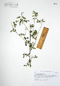 Indigofera jamaicensis image