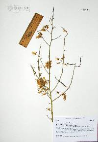 Parkinsonia microphylla image