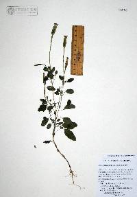 Porophyllum ruderale image