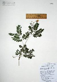 Zapoteca formosa subsp. rosei image