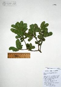 Esenbeckia hartmanii image