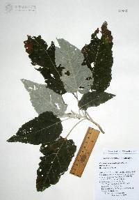 Parthenium tomentosum var. stramonium image