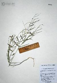 Sphinctospermum constrictum image