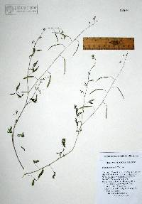 Cleome tenuis image