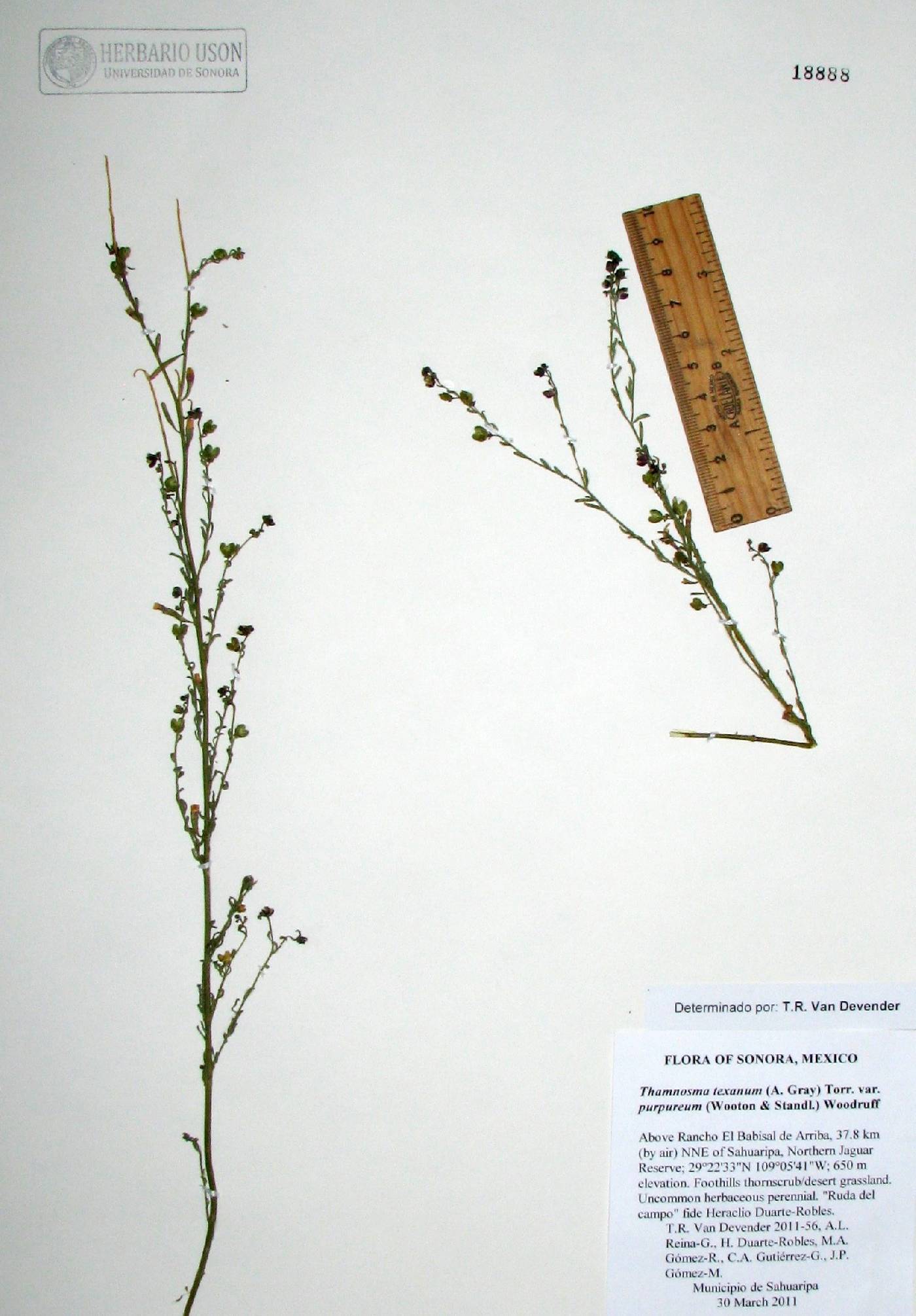 Thamnosma texanum var. purpureum image