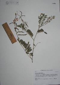 Tephrosia multifolia image