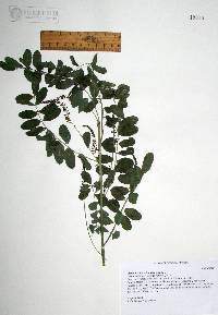Image of Indigofera densiflora