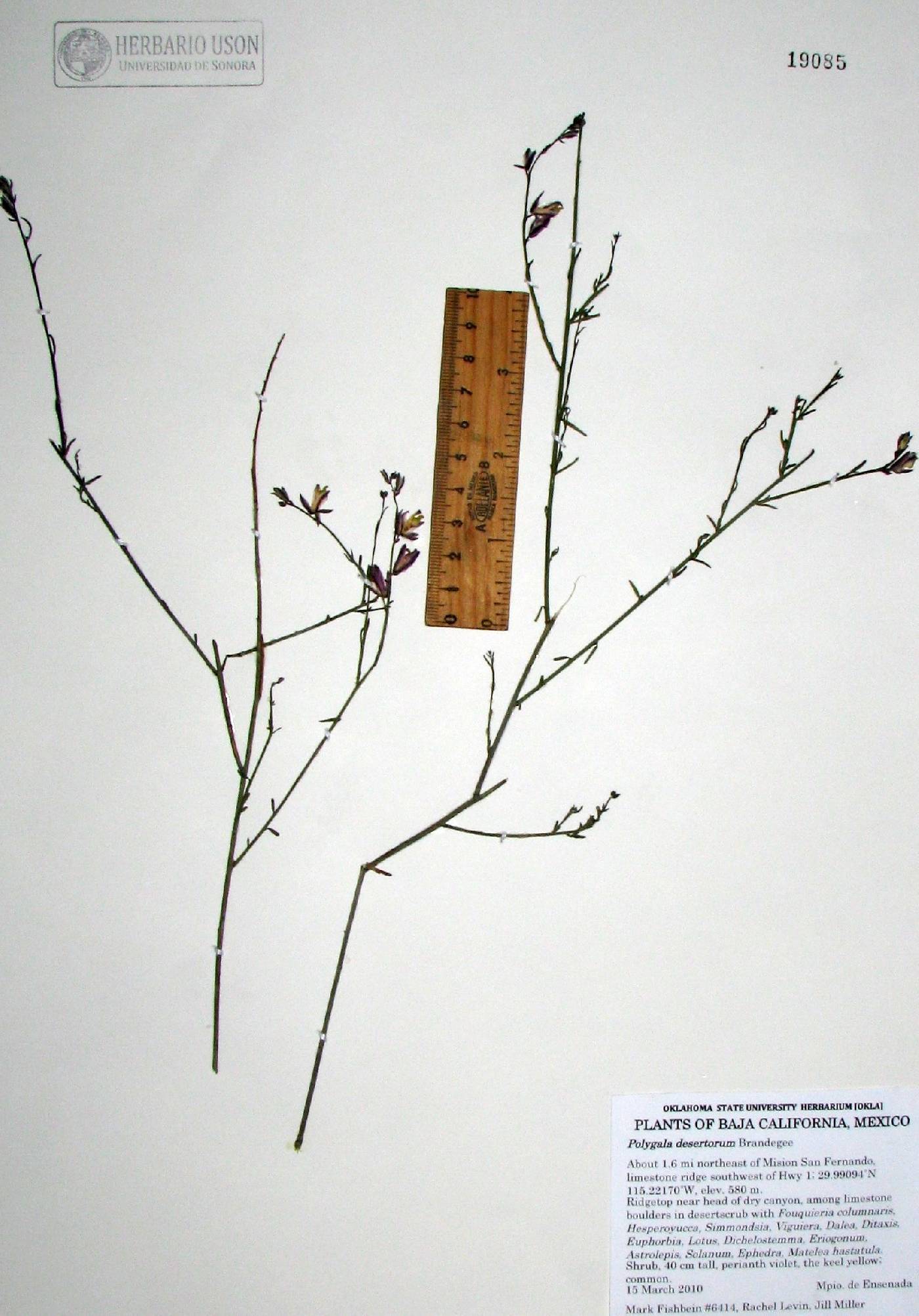 Polygala desertorum image