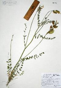 Image of Astragalus fastidius