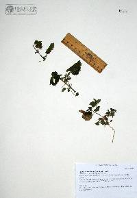 Pseudabutilon thurberi image