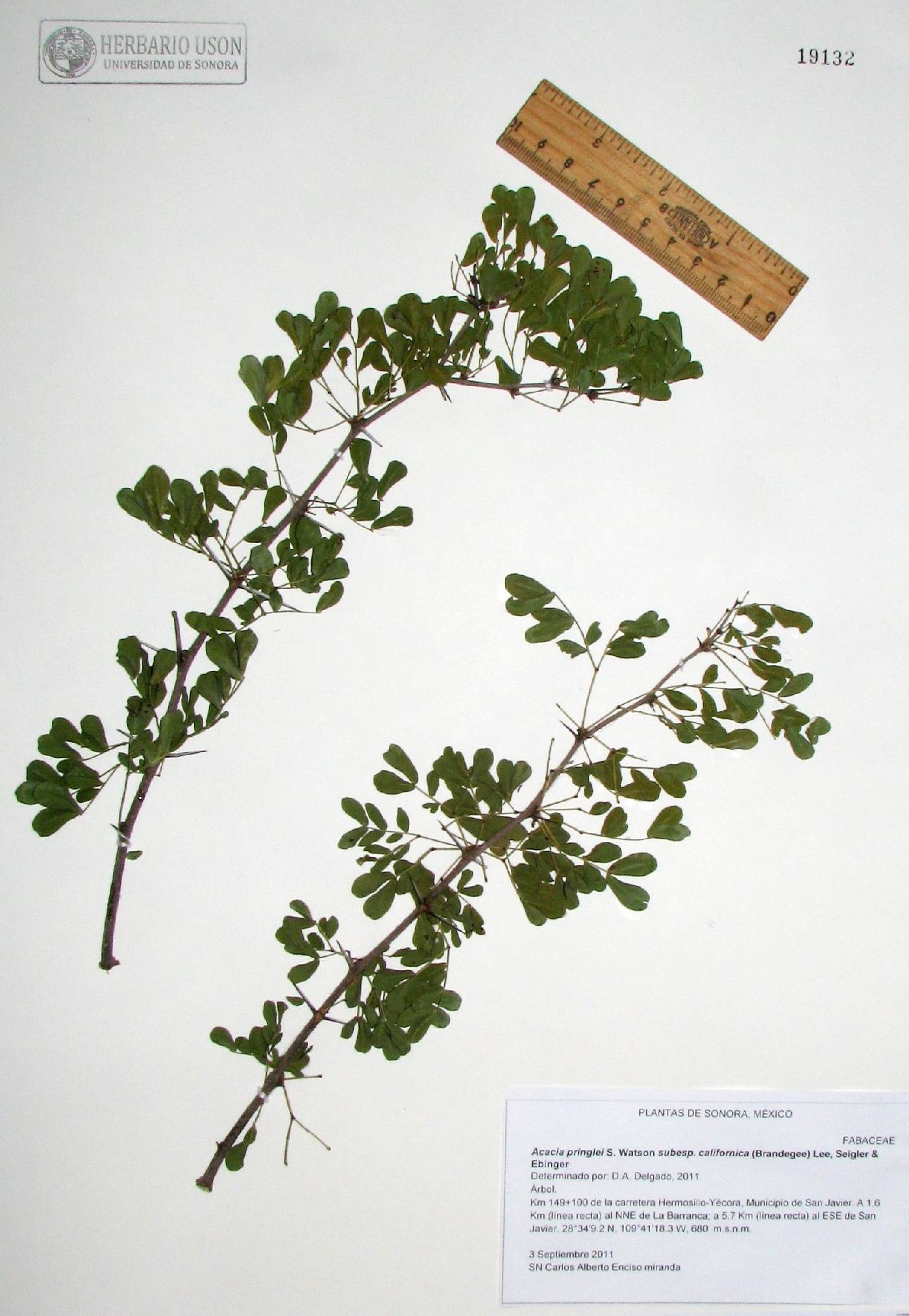 Acacia pringlei subsp. californica image