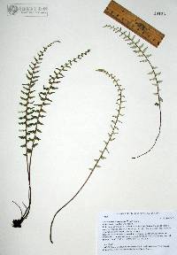 Myriopteris aurea image