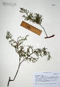 Juniperus deppeana image