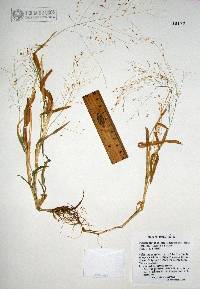 Panicum alatum image