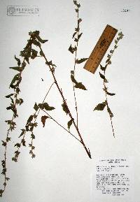 Malvastrum bicuspidatum subsp. bicuspidatum image
